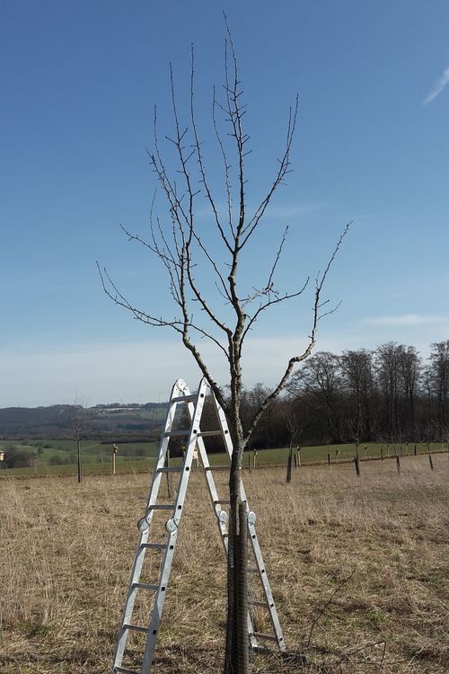 Obstbaum geschnitten