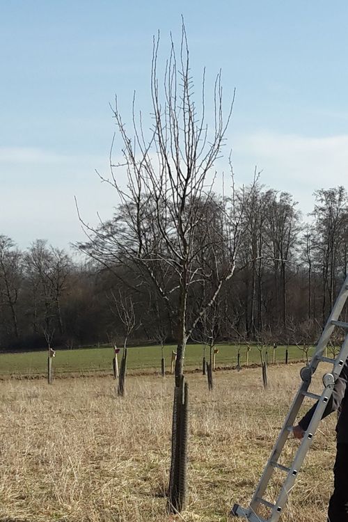 Obstbaum ungeschnitten