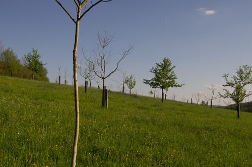 Blick über unsere Große Wiese