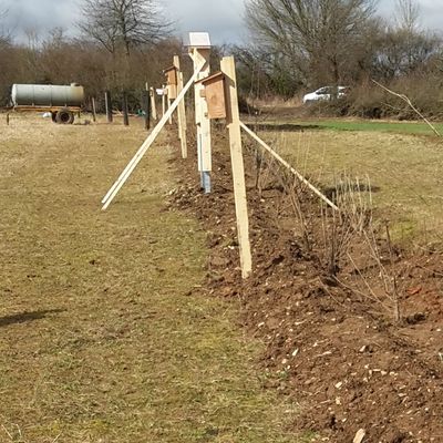 fertige Hecke mit Nistkästen