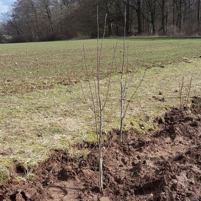 letzte Ebereschen gepflanzt