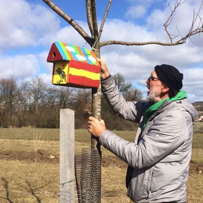 Nistkästen werden in Obstbaum gehängt