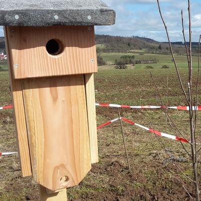 Spezialkasten für Wendehälse