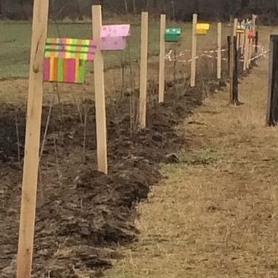 bunt gestaltete Nistkästen hängen an der neu gepflanzten Hecke