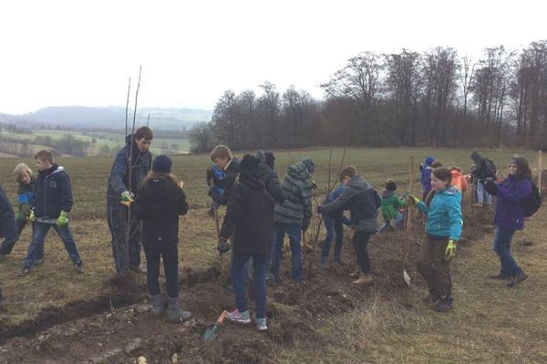 Pflanzung der Hecke mit Schulklassen