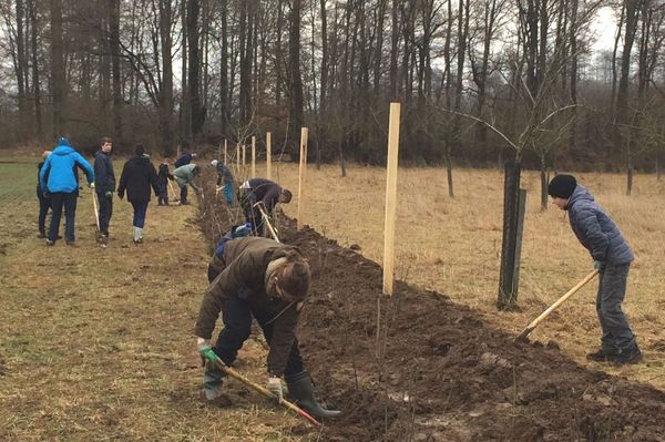 Pflanzung der Hecke mit Schulklassen