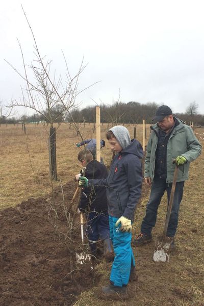 Pflanzung der Hecke mit Schulklassen