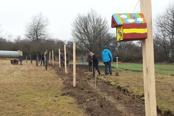 Pflanzung der Hecke mit Schulklassen