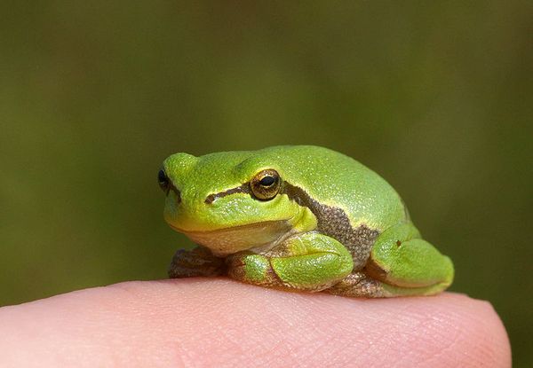 Laubfrosch