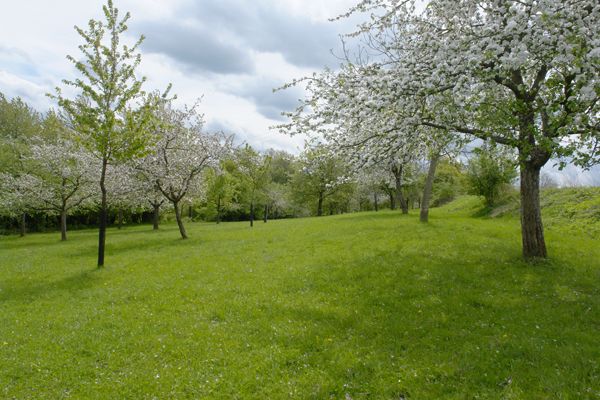 Eine Streuobstwiese der ÖFS in Blüte