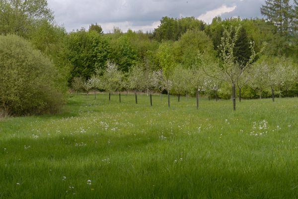 Bäume auf einer Streuobstwiese der ÖFS