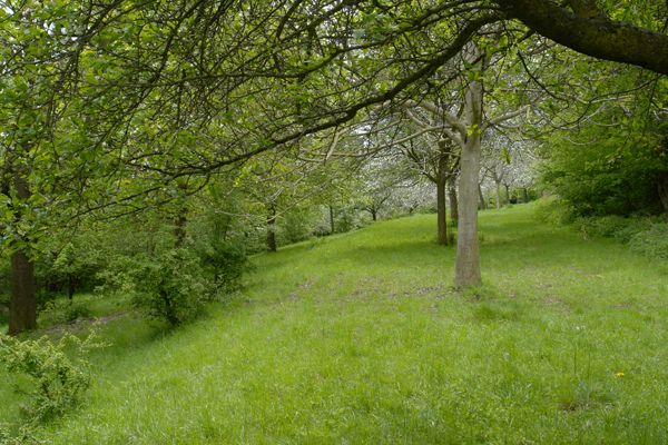 Streuobstwiese der ÖFS