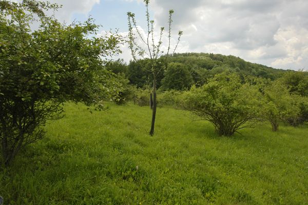 Streuobstwiese der ÖFS