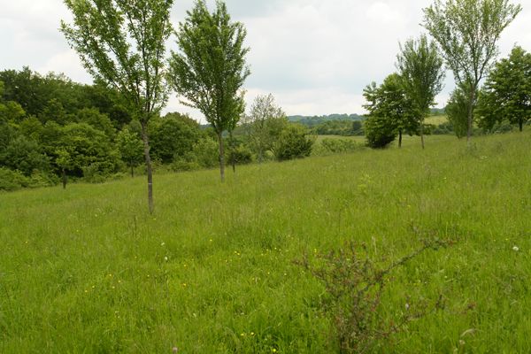 Streuobstwiese der ÖFS