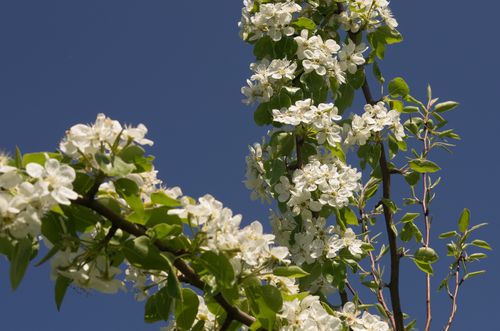 Blüten auf der Streuobstwiese