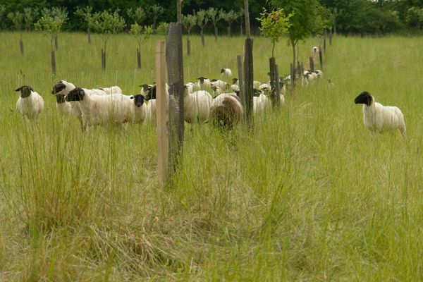 Schafe auf Schlüchterner Streuobstwiese