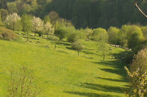 Streuobstwiese wird mit Schafen beweidet