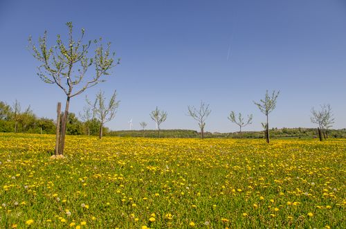 Löwenzahn auf einer jungen Wiese