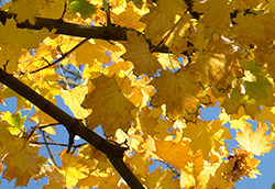 Bild herbstspuren