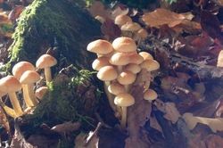 Bild pilze