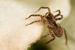 Bild spinne