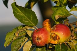 Äpfel auf der Streuobstwiese